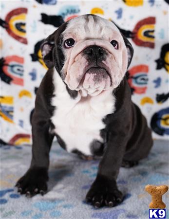 tankrtots Picture 1